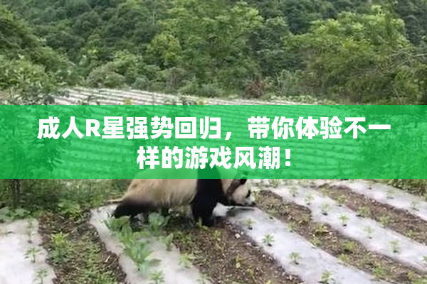 成人R星强势回归，带你体验不一样的游戏风潮！