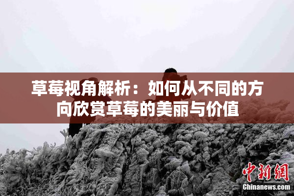草莓视角解析：如何从不同的方向欣赏草莓的美丽与价值
