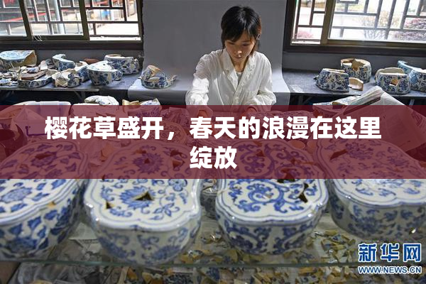 樱花草盛开，春天的浪漫在这里绽放