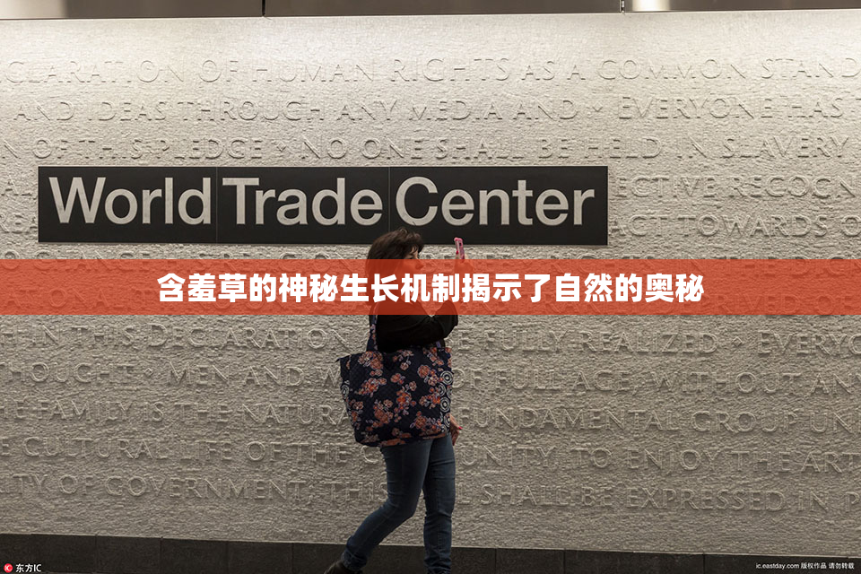 含羞草的神秘生长机制揭示了自然的奥秘