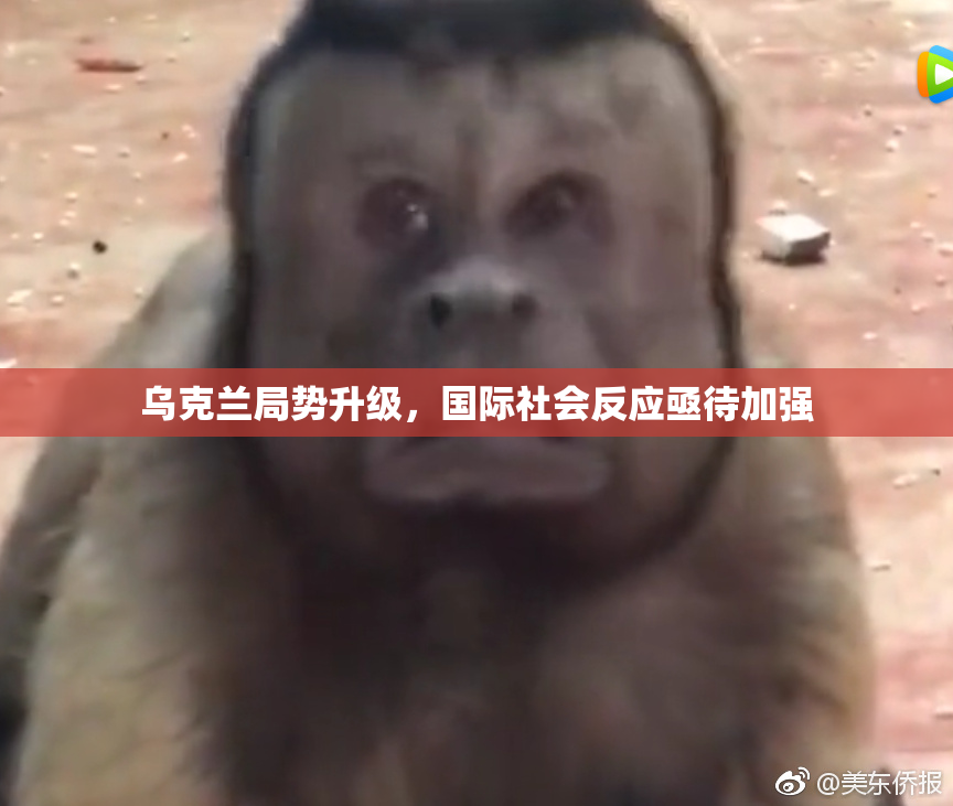 乌克兰局势升级，国际社会反应亟待加强