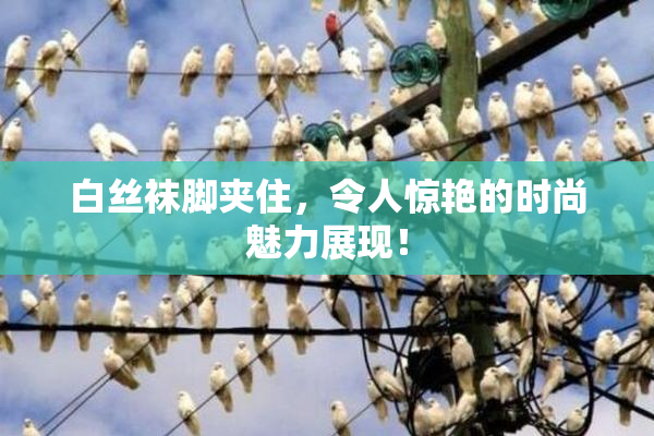 白丝袜脚夹住，令人惊艳的时尚魅力展现！