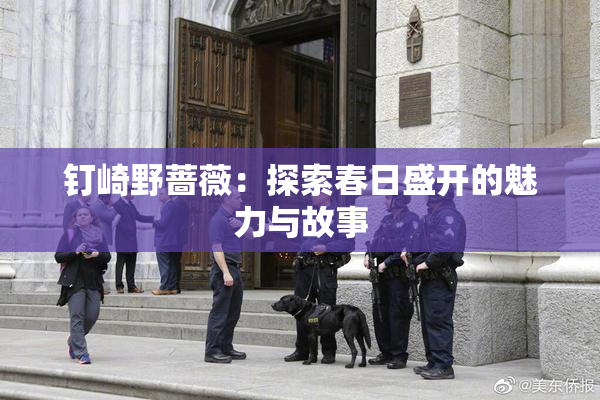 钉崎野蔷薇：探索春日盛开的魅力与故事