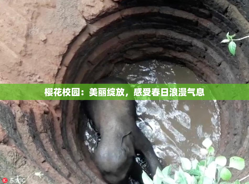 樱花校园：美丽绽放，感受春日浪漫气息