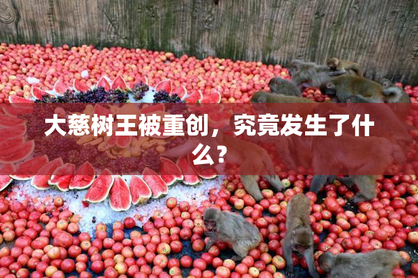 大慈树王被重创，究竟发生了什么？