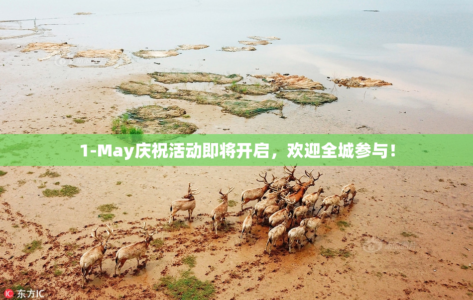 1-May庆祝活动即将开启，欢迎全城参与！