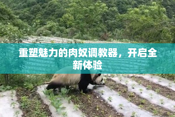 重塑魅力的肉奴调教器，开启全新体验