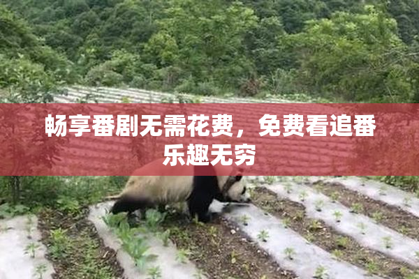 畅享番剧无需花费，免费看追番乐趣无穷