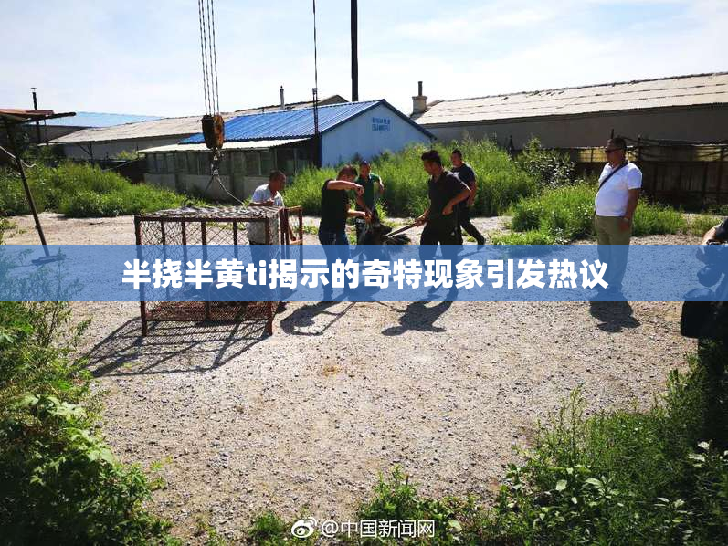 半挠半黄ti揭示的奇特现象引发热议