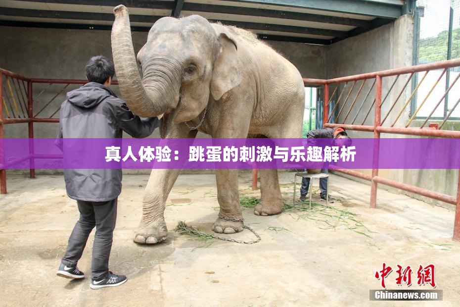 真人体验：跳蛋的刺激与乐趣解析