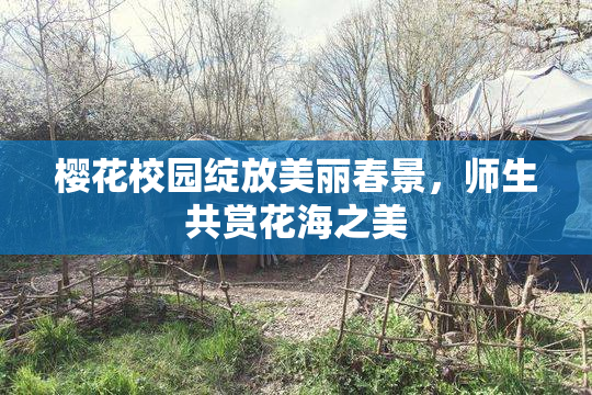 樱花校园绽放美丽春景，师生共赏花海之美