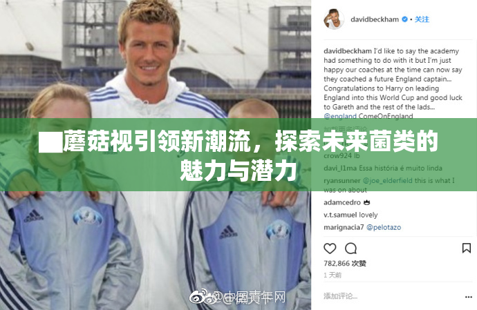 ▇蘑菇视引领新潮流，探索未来菌类的魅力与潜力