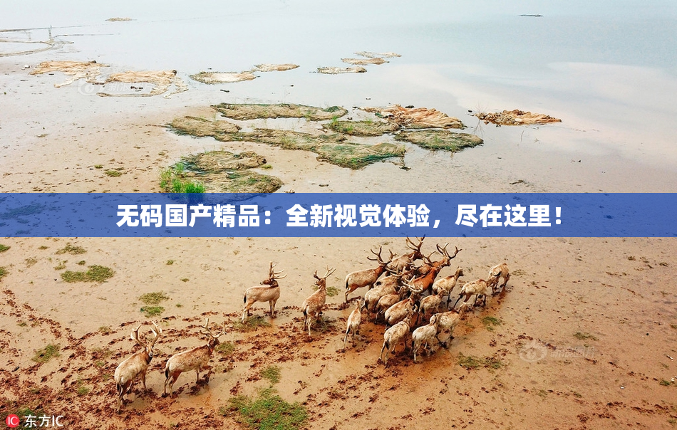 无码国产精品：全新视觉体验，尽在这里！