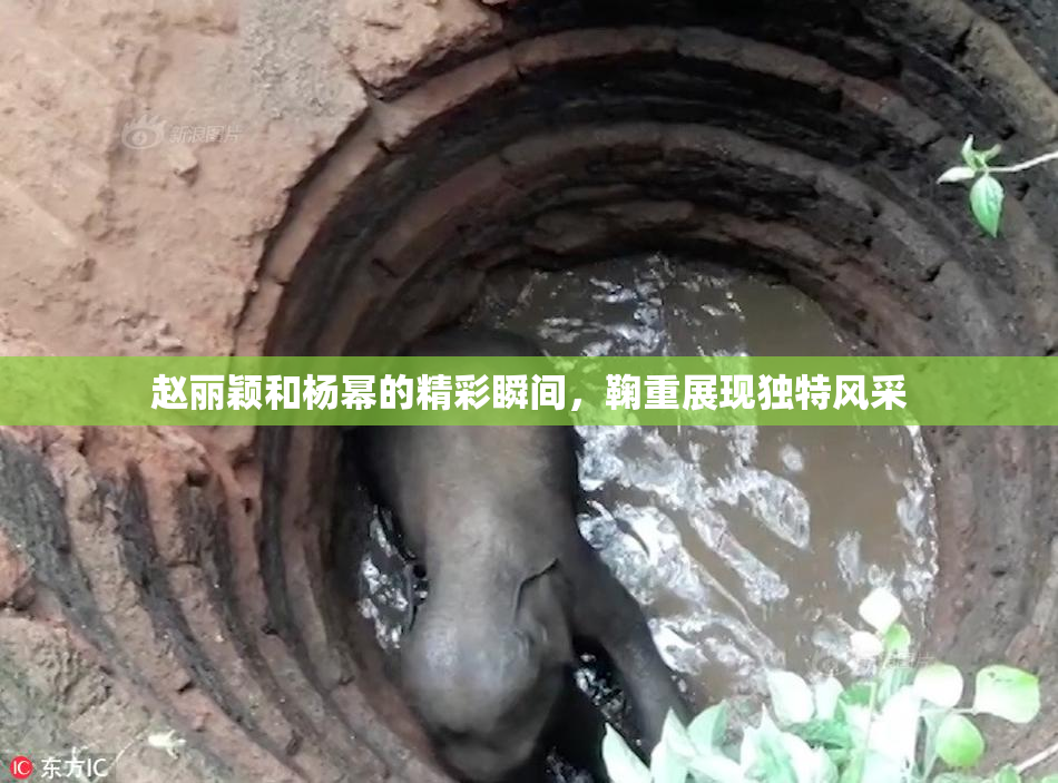 赵丽颖和杨幂的精彩瞬间，鞠重展现独特风采