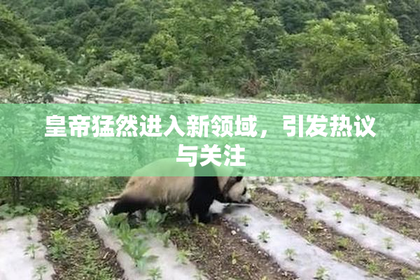 皇帝猛然进入新领域，引发热议与关注