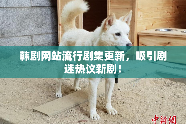 韩剧网站流行剧集更新，吸引剧迷热议新剧！