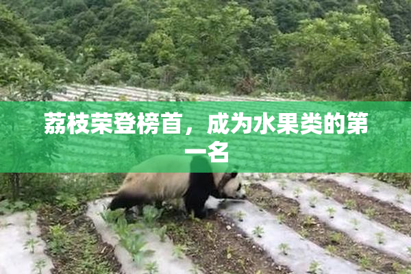 荔枝荣登榜首，成为水果类的第一名