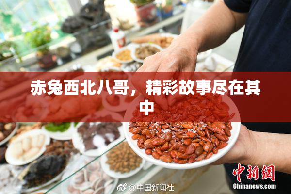 赤兔西北八哥，精彩故事尽在其中