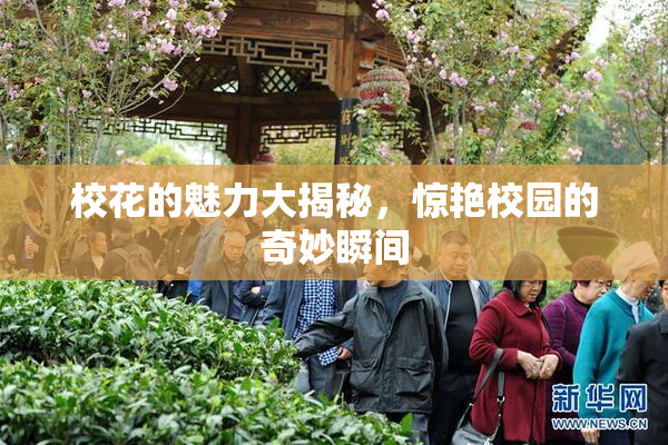 校花的魅力大揭秘，惊艳校园的奇妙瞬间