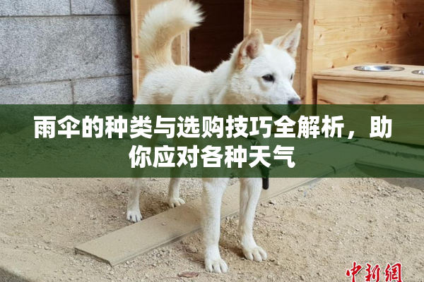 雨伞的种类与选购技巧全解析，助你应对各种天气