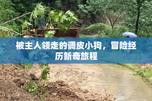 被主人领走的调皮小狗，冒险经历新奇旅程