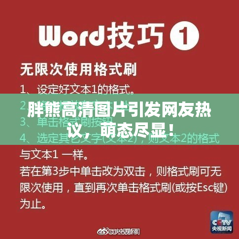 胖熊高清图片引发网友热议，萌态尽显！
