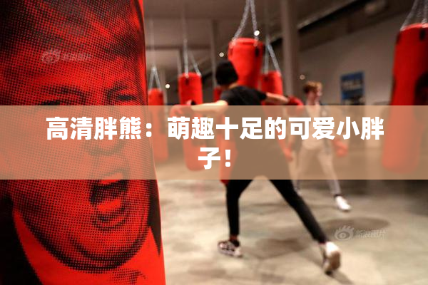 高清胖熊：萌趣十足的可爱小胖子！