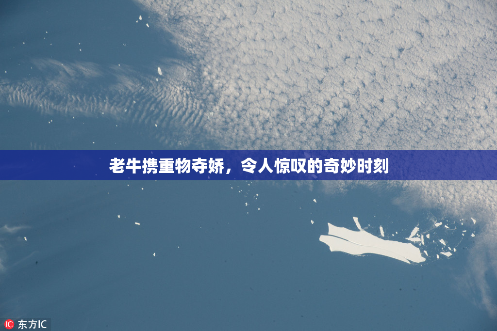 老牛携重物夺娇，令人惊叹的奇妙时刻