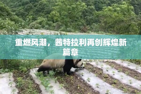 重燃风潮，茜特拉利再创辉煌新篇章