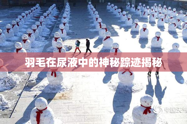 羽毛在尿液中的神秘踪迹揭秘
