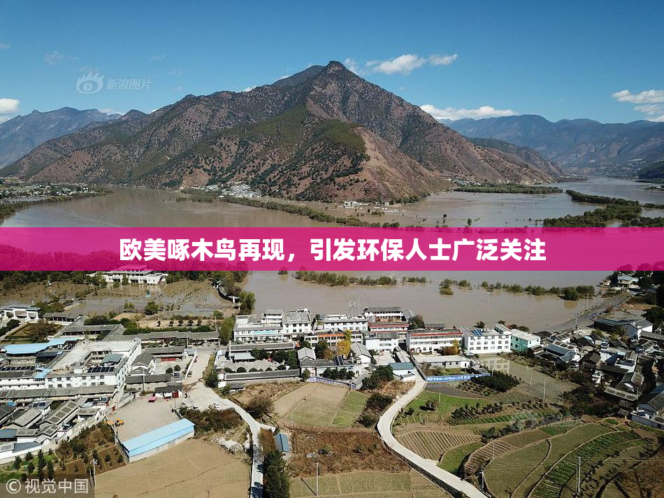 欧美啄木鸟再现，引发环保人士广泛关注