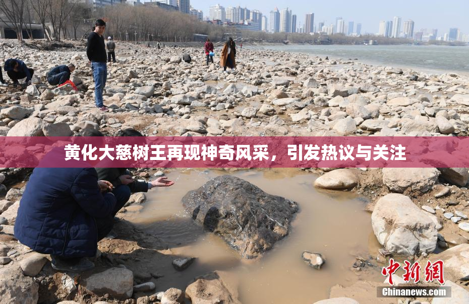 黄化大慈树王再现神奇风采，引发热议与关注