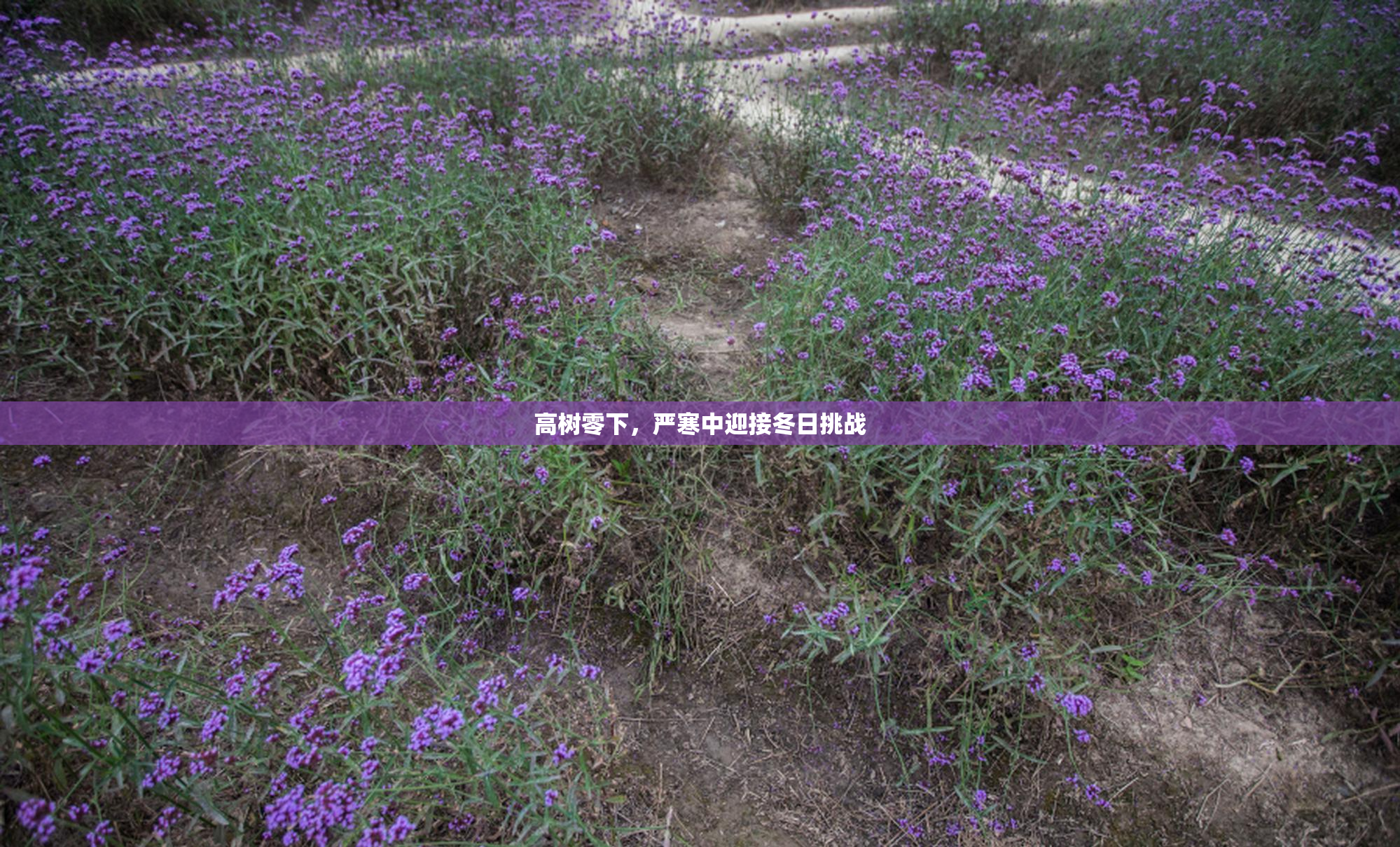 高树零下，严寒中迎接冬日挑战