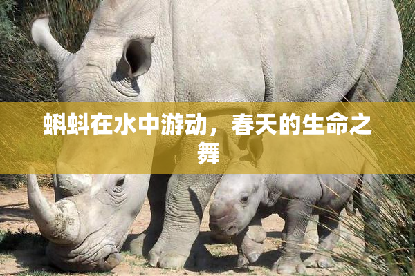 蝌蚪在水中游动，春天的生命之舞