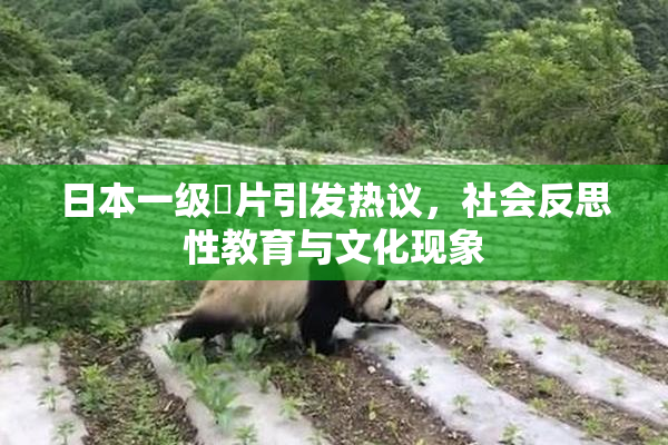 日本一级婬片引发热议，社会反思性教育与文化现象