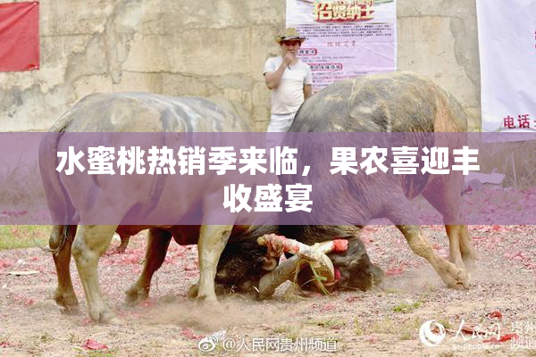 水蜜桃热销季来临，果农喜迎丰收盛宴