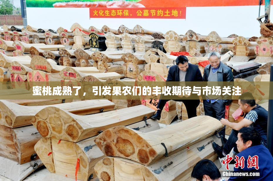 蜜桃成熟了，引发果农们的丰收期待与市场关注