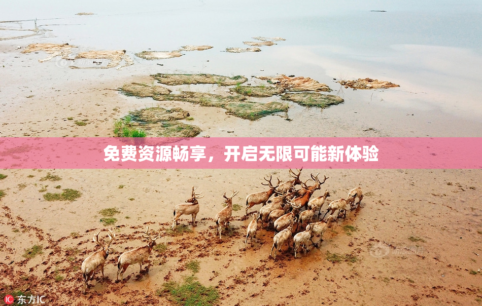 免费资源畅享，开启无限可能新体验