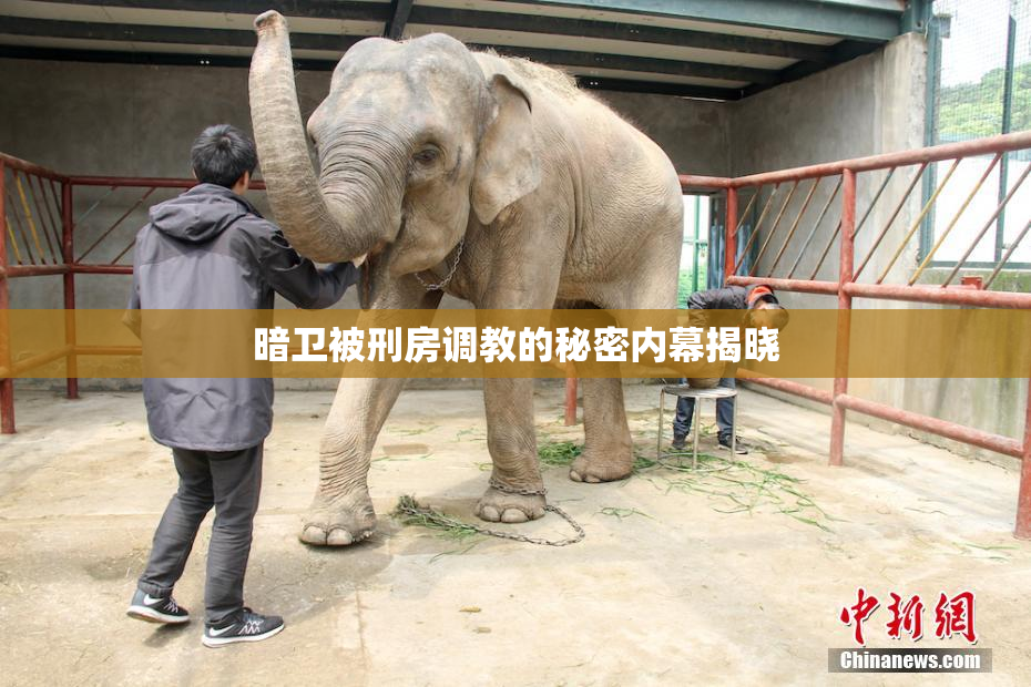 暗卫被刑房调教的秘密内幕揭晓