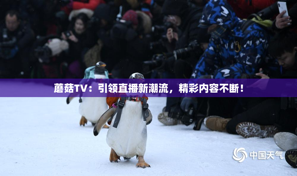 蘑菇TV：引领直播新潮流，精彩内容不断！