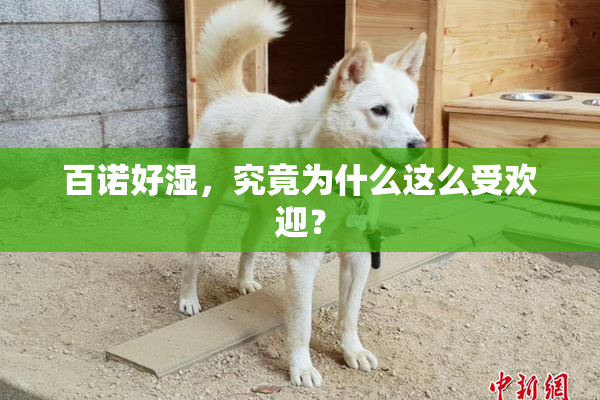 百诺好湿，究竟为什么这么受欢迎？