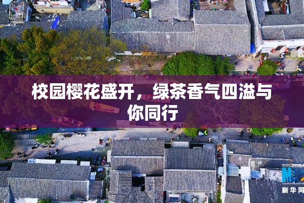 校园樱花盛开，绿茶香气四溢与你同行