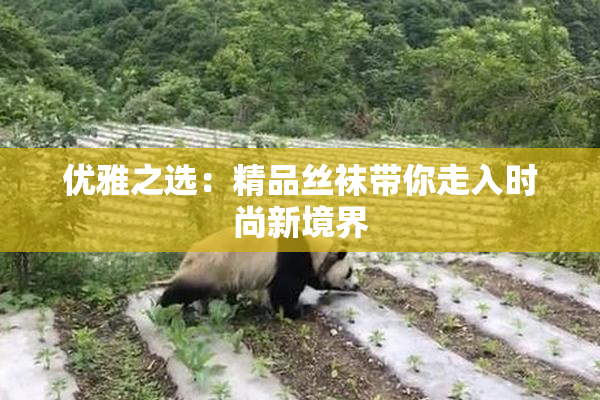 优雅之选：精品丝袜带你走入时尚新境界