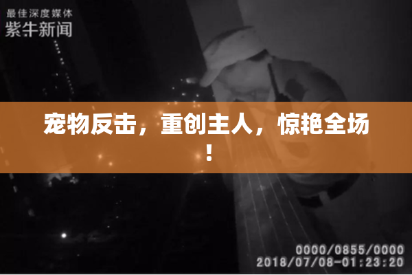 宠物反击，重创主人，惊艳全场！