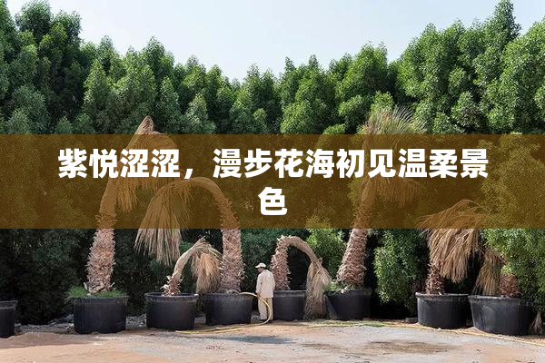 紫悦涩涩，漫步花海初见温柔景色
