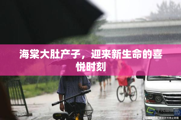 海棠大肚产子，迎来新生命的喜悦时刻