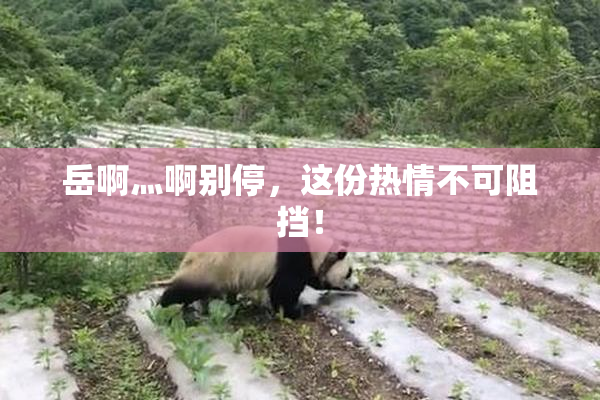 岳啊灬啊别停，这份热情不可阻挡！