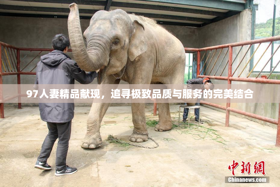 97人妻精品献现，追寻极致品质与服务的完美结合