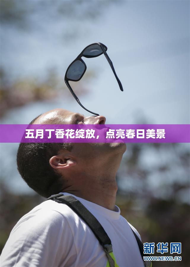 五月丁香花绽放，点亮春日美景