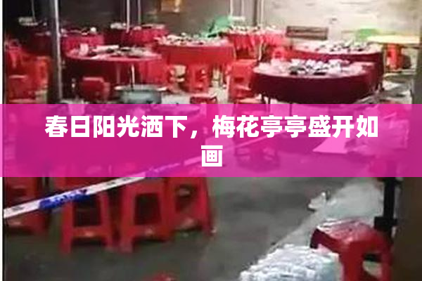 春日阳光洒下，梅花亭亭盛开如画